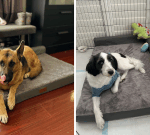 Pet owners say this orthopedic dog bed is ‘super comfy’ for their furry friends. Here’s how to buy for less than $60