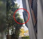 ‘Wish it was fake’: Python filmed reaching from tree into roof of Queensland home