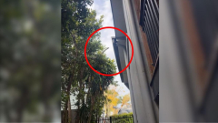 ‘Wish it was fake’: Python filmed reaching from tree into roof of Queensland home