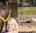 Former Victorian racehorse trainer has animals seized as ongoing ‘complicated’ RSPCA investigation gains momentum