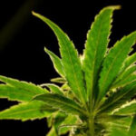A drug made from marijuana reduced back pain in a large study