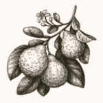 Bergamot