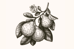 Bergamot