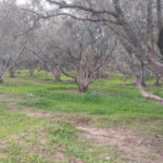 Gaza will be in the shadow of famine as long as we cannot plant our land