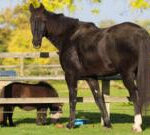 Runaway horse retires from military service