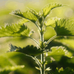 Nature’s beauty herb: nettle