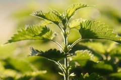 Nature’s beauty herb: nettle