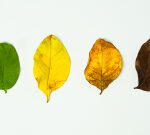 The 4 Seasons Organizations Go Through—and How to Lead in Each