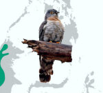 New Species of Hawk-Cuckoo Discovered in Borneo