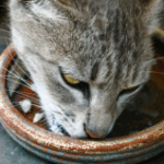 Chinese Medicine Dietary Therapy