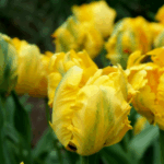 Dancing through the Spring Garden