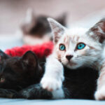 Man Agrees to Pay “Cat Support” for Up to 10 Years Following Divorce