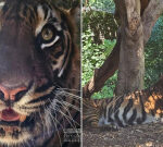 Heartbreak at Perth Zoo as beloved Sumatran tiger Jaya dies after cancer battle