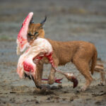 13 riveting images from the 2025 Wildlife Photographer of the Year awards