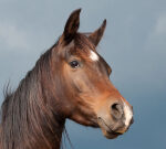 Why do horses have eyes on the side of their head?