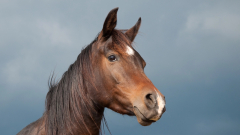 Why do horses have eyes on the side of their head?