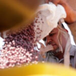 Brazilian farmers beef up soybean production as China halts business with US during trade fight