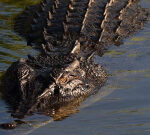 Teenage boy remains in hospital after being attacked by crocodile while fishing in Far North Queensland