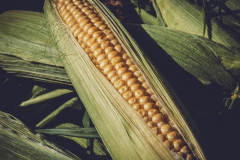 Corn Slipping Weaker on Thursday