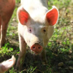 Hogs Posting Steady Trade at Midday