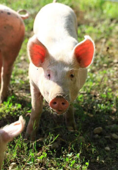 Hogs Posting Steady Trade at Midday