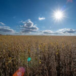 4 Republicans back Senate resolution to undo Trump’s tariffs around the globe