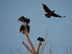 Black vultures attack, kill cattle. Climate change one reason they’re spreading north