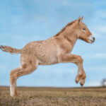 Biotech company Colossal, which brought dire wolves back to life, acquires Viagen