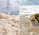 Algae bloom bombshell as ‘neurotoxin’ found on South Australian beaches