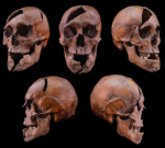 Medieval duke’s remains recount his grisly murder