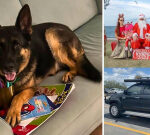 ‘Just want to know he’s safe’: Family’s German Shepherd asleep in back of stolen ute