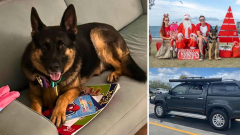 ‘Just want to know he’s safe’: Family’s German Shepherd asleep in back of stolen ute