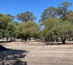 Victoria Park council apologises after dozens of trees mistakenly cut down during Elizabeth Baillie Park upgrades
