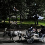 Proposal to ban Central Park horse carriages voted down by key NYC council committee