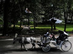 Proposal to ban Central Park horse carriages voted down by key NYC council committee