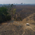 In this Brazilian state, a new push to track cattle is key to slowing deforestation