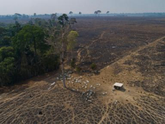 In this Brazilian state, a new push to track cattle is key to slowing deforestation