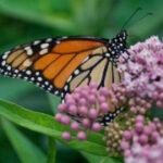 Trump administration revives rollbacks of species protections from first term