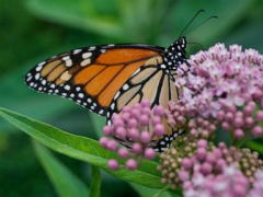 Trump administration revives rollbacks of species protections from first term