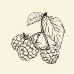 Raspberries