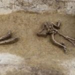 Headless bodies hint at why Europe’s first farmers vanished