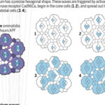 The retina’s rhythm | Science