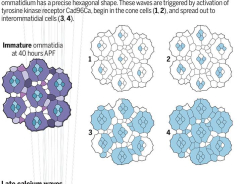 The retina’s rhythm | Science