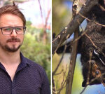 Bat colony causes resident grieve in Gympie, forces council to consider property buyback scheme