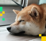 DOGE Beats the Blue Chips as D.O.G.E Calls It Quits