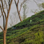 Tea tariffs once sparked a revolution. Now they are creating angst