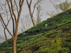 Tea tariffs once sparked a revolution. Now they are creating angst