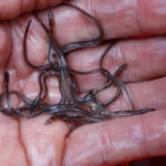 Eel populations are falling, and new protections were defeated. Japan and the US opposed them