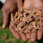 Kenyan court declares law banning seed sharing unconstitutional