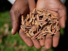 Kenyan court declares law banning seed sharing unconstitutional